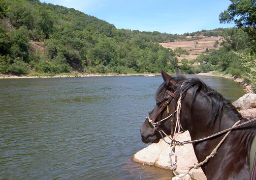 Ferme Equestre du Griou