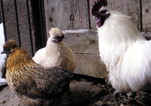 Ferme la Clef des Champs