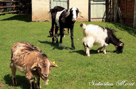 Ferme Nature Chez Poly