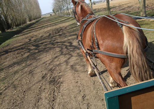 Ferme Pédagogique Cheval Nature