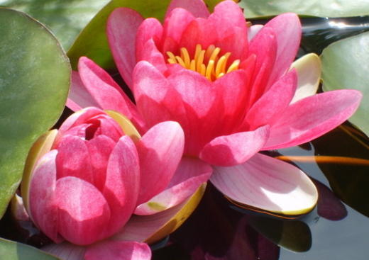 Fleurs d'Eau