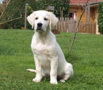 Golden Retrievers du Logis d'Écot