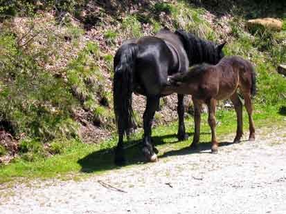 Haras des Besines-Equitation