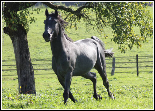 Haras des Chesnaies