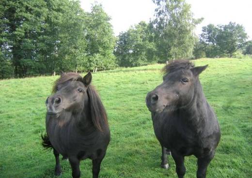 Haras des Vignes