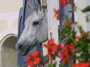 Haras National du Lion d'Angers