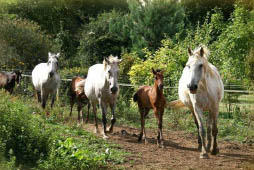Harasdejustemont