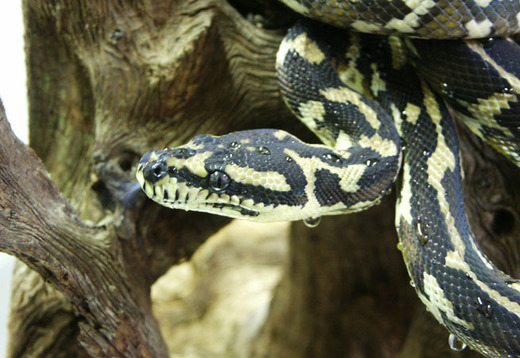 Ile aux Serpents