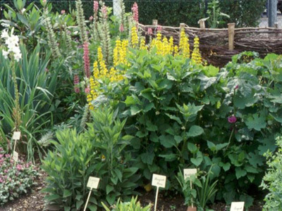 Jardin Conservatoire des Fleurs et Légumes