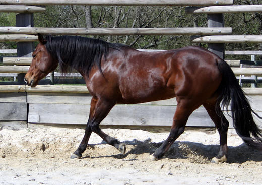 L'Accalmie Quarter Horses