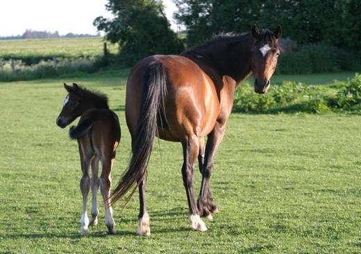 La Chaumière aux Poneys