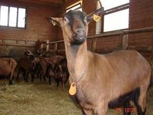 La Ferme Gourmande