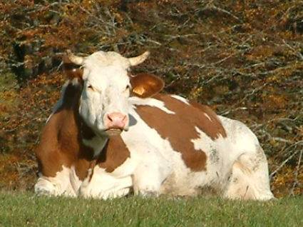 La Ferme Pédagogique des Frasses