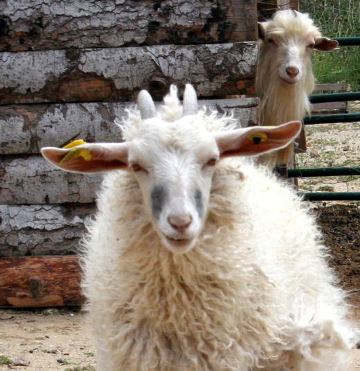 La Ferme Saint Roch