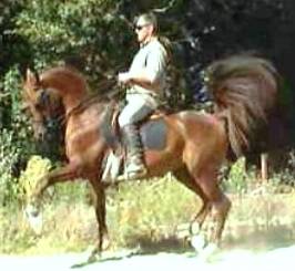 La Petite Academie Equestre