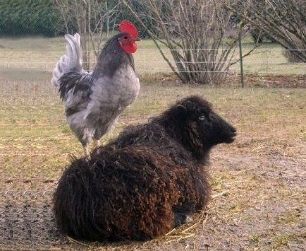 La Petite Ferme des 3.6.9