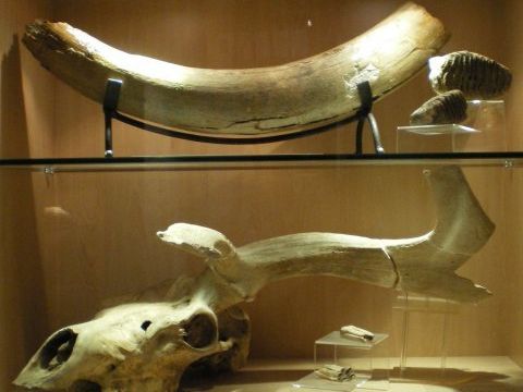 La Tour aux Puces Musée du Pays Thionvillois