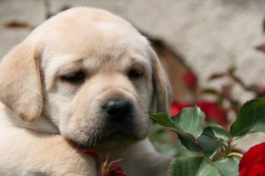 Labradors et Golden Retrievers du clos de Nissa-Bella