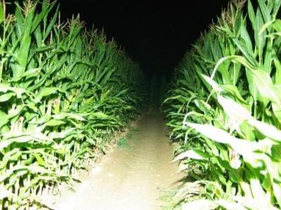Labyrintruche