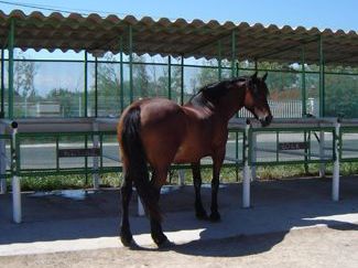 Le Cheval Andalou