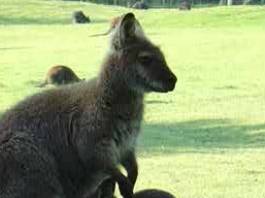Le Jardin des Kangourous
