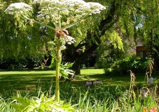 Le Jardin du Prieure de Saint Arnoult