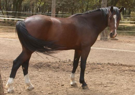 Le Jas de Barna - Equi SCA