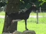 Le Lopin du Goût