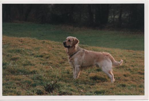 Le Pas des Cambergères, Elevage Familial Golden retriever