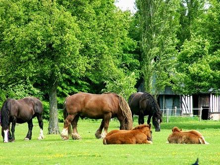 Les Attelages de la Ferme de Beaulieu