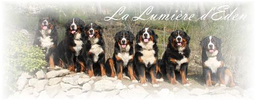 Les Bouviers Bernois de la Lumière d'Eden