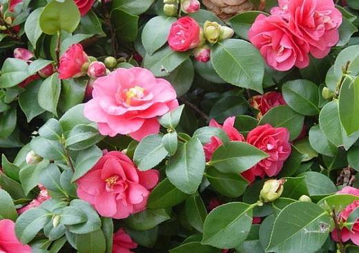Les Camellias de la Prairie