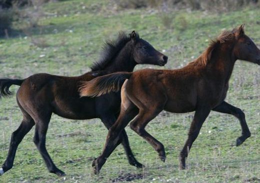 Les Chevaux de Suleiman