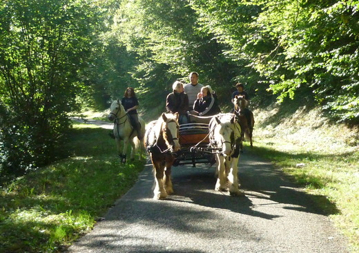 Balade en Calèche  avec les Irish Cobs de Bohème
