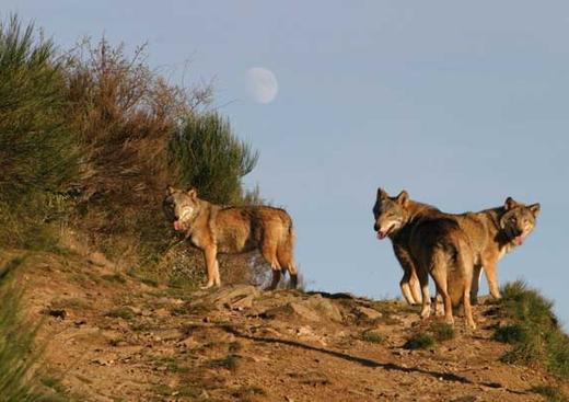 Les Loups du Gevaudan