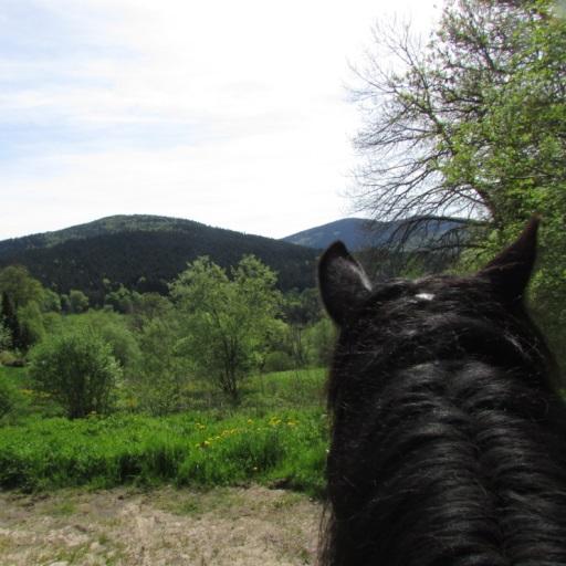 Les Paddocks