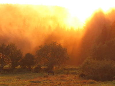 Les Paddocks