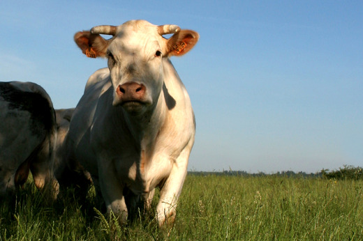 Maison du Charolais