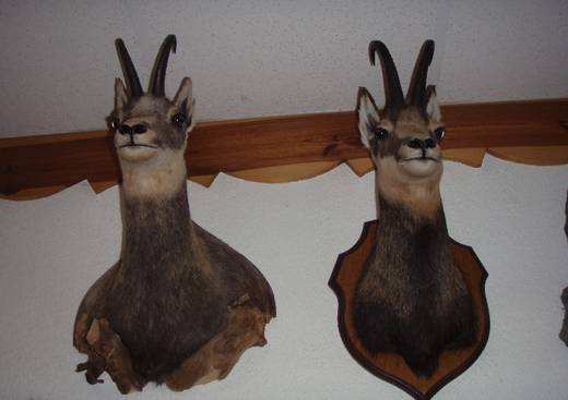 Musée de la Faune et de la Nature