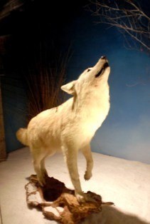Musée du Loup