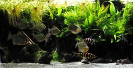 Muséum-Aquarium de Nancy