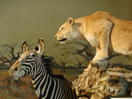 Muséum d'Histoire Naturelle
