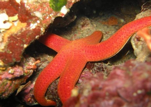 Octopussy Plongée