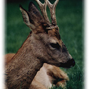 Parc Animalier de Boutissaint