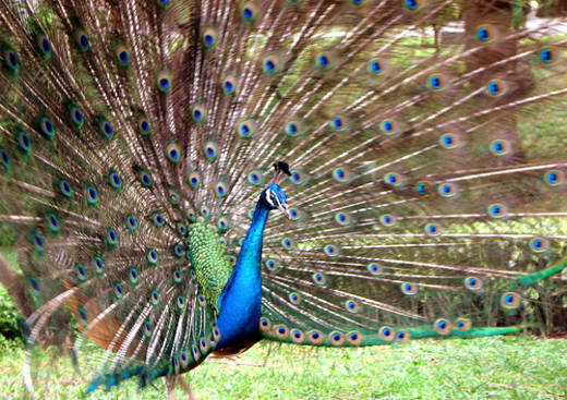 Parc Animalier Domestique