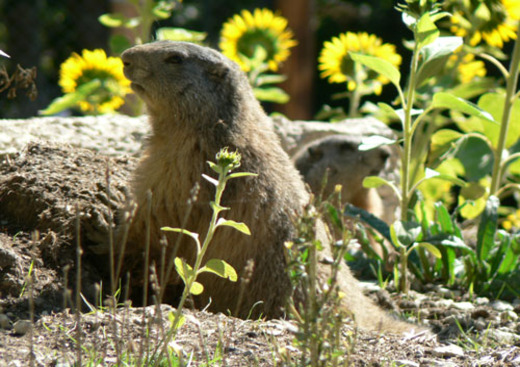 Parc Animalier - La Vallée Sauvage