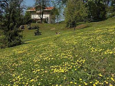 Parc de Chabrières - La Fête de l'Iris