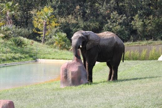 Parc Zoologique - African Safari