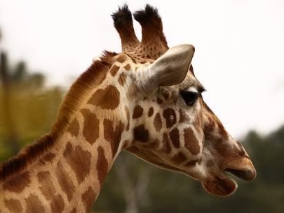 Parc Zoologique de la Fléché
