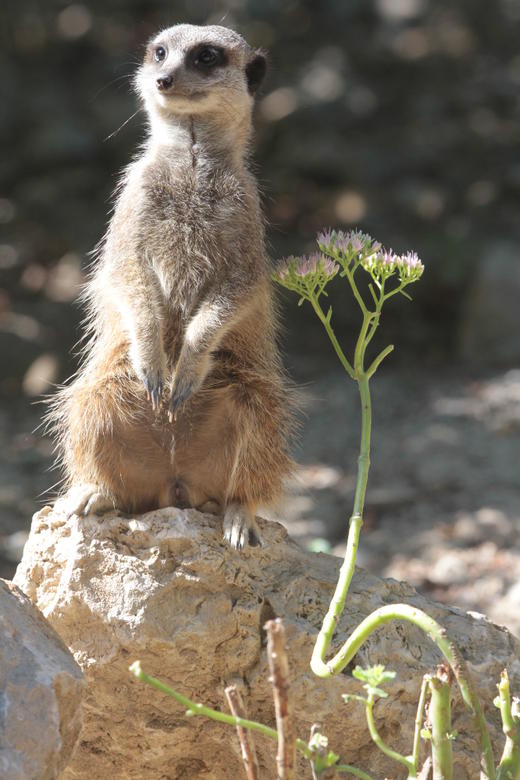 Parc Zoologique et Botanique de Mulhouse